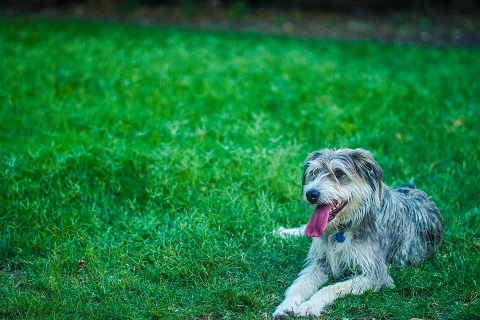 En Westie hviler i gresset
